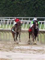 Lael Stables
