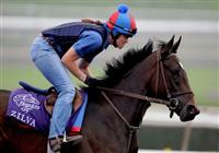 5 November 2009: Zilva works out in preparation for the Breeders Cup at Santa Anita Race Track in Arcadia, CA. 