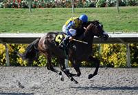 Mizzen Donald