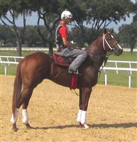 Cajun Breeze