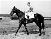 Bold Ruler 2