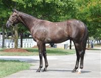 Praetereo