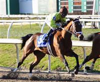 Age of Humor with Kent Desormeaux in 2010 SilverbulletDay Stakes Fair Grounds