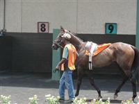 July 4, 2009: Vickies In Town in Louisiana Downs paddock. 