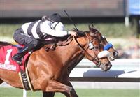 29 January 2011: Amazombie and Mike Smith(outside) defeat Cost of Freedom and Joe Talamo to win the Sunshine Millions Sprint at Santa Anita Park, Arcadia, CA. 