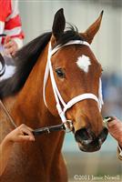 Havre de Grace