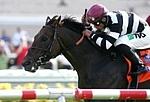 Champ Pegasus