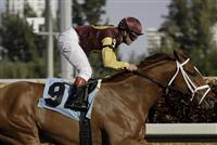 Discreet Dancer Discreet Dancer horse
