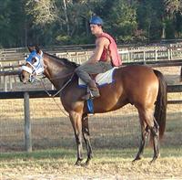 Macho's Wildcat Before his racing Career:
Owned By: The Nursery Farm LLC