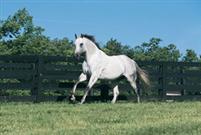 Maria's Mon at Pin Oak stud