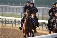 Theyskens' Theory preparing for the Breeders' Cup at Churchill Downs on November 2, 2010