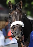 Morena in the paddock before the 2009 Personal Ensign