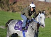 4 November 2010: Due Date, trained by Stephen R. Margolis and to be ridden by jockey Garrett Gomez, during work outs for the 2010 Breeders Cup at Churchill Downs in Louisville, Kentucky.(Scott Serio/Eclipse Sportswire) 