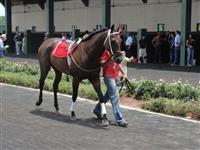 July 4, 2009: Martin's Bay in Louisiana Downs paddock. 