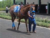 July 4, 2009: Le Cordon Bleu in Louisiana Downs paddock. 