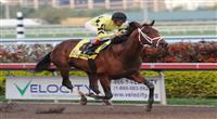 Quality Road runs away with Donn Handicap