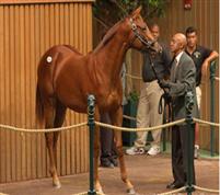 Arienza1