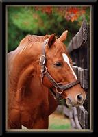 affirmedfarm