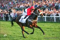 Overdose wins at Kincsem Park, Budapest, with Christophe Soumillon