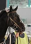 BaltimoreBob