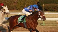 Alpha wins 2012 Withers Stakes Alpha horse