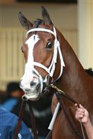 Ailalea before the 2009 Tempted Stakes at Aqueduct