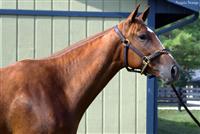 Euronfire as a 2YO in training - Aug 2010