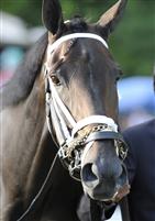 Unbridled Belle in the paddock before the 2009 Personal Ensign