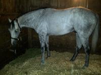 Tidal Volume. Relaxing at Keeneland. October 2011.