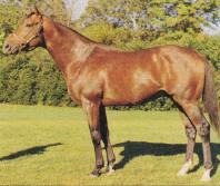 Nijinsky 6