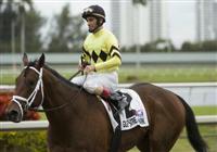 03 January 2010: Quality Road and Jockey John Velazquez winning the 20th Running of the Hal's Hope at Gulfstream Park in Hallandale Beach, FL.