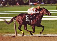 Champion Sprinter Housebuster