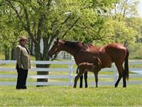 Kobla with Quality Road as a foal