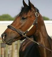 barbarocloseup