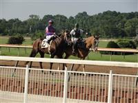 September 15, 2009: Uno Mas in Super Derby Prelude post parade at Louisiana Downs. 