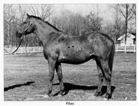 Pilate big