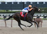 Zio Tony - Aqueduct Racetrack