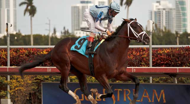 Verrazano with jockey John Velazquez up wins debut in dazzling fashion at Gulfstream Park. Hallandale Beach Florida. 01-01-2013