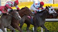 Apriority(1) holding off Zero Rate Policy (2) and Indiano(4) in the Mr. Prospector Stakes at Gulfstream Park. Hallandale Beach, Florida. 12-31-2011