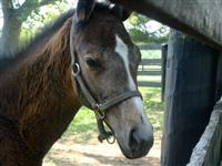 Seans Silverdancer baby pic (courtesy of Lisa Sullivan)