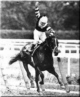 Seattle Slew