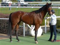 Transcend horse