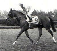 Northern Dancer