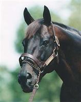 seattleslew tm2
