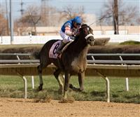 Musket Man captures the 2009 Illinois Derby