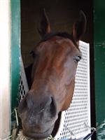 Mildly Offensive in her barn at Del Mar