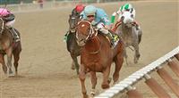 21 11 2009: Haynesfield with Ramon Dominguez are easy winners in the 65th running of theGrade III Discovery Handicap at Aqueduct Racetrack, Jamaica, NY. Trained by Steve Asmussen. Owned by Turtle Bird Stable.