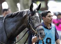 Cheetah getting walked around the paddock prior to winning the Grade 3 Robert G. Dick Stakes on July 9, 2011.