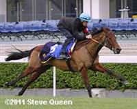 Dubawi Gold