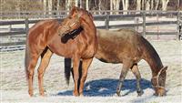 Groupie Doll and Brass Hat at Indian Ridge Farm